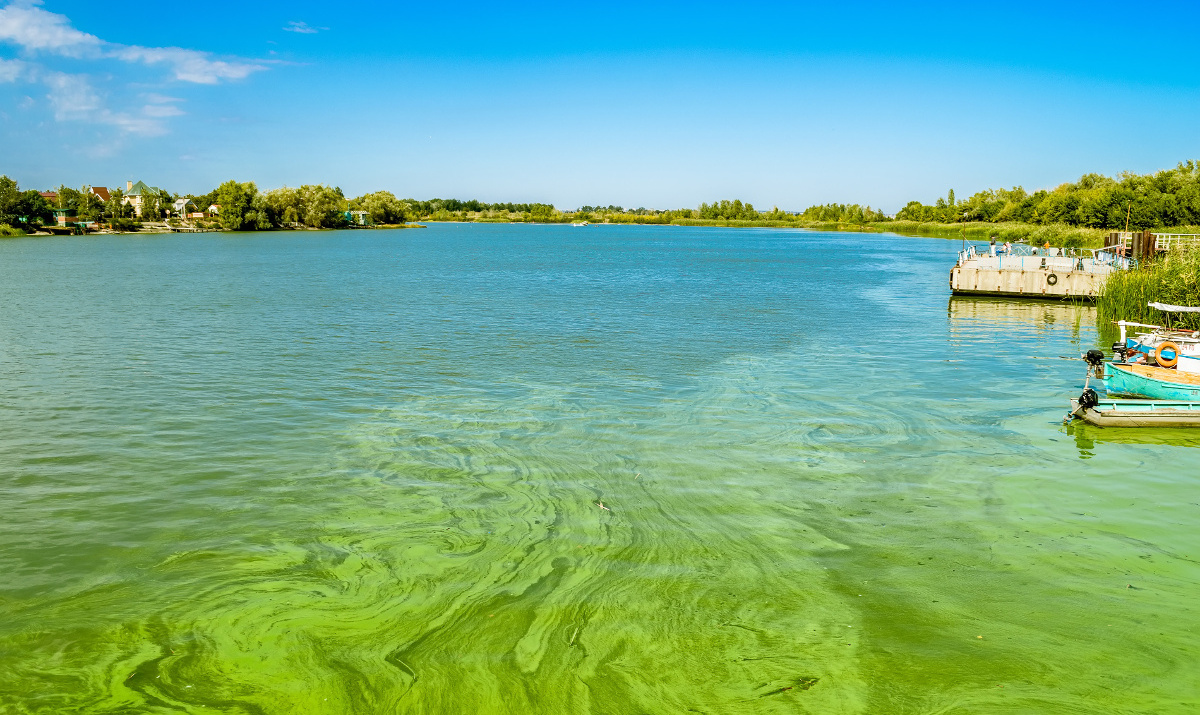 Green river with algal bloom