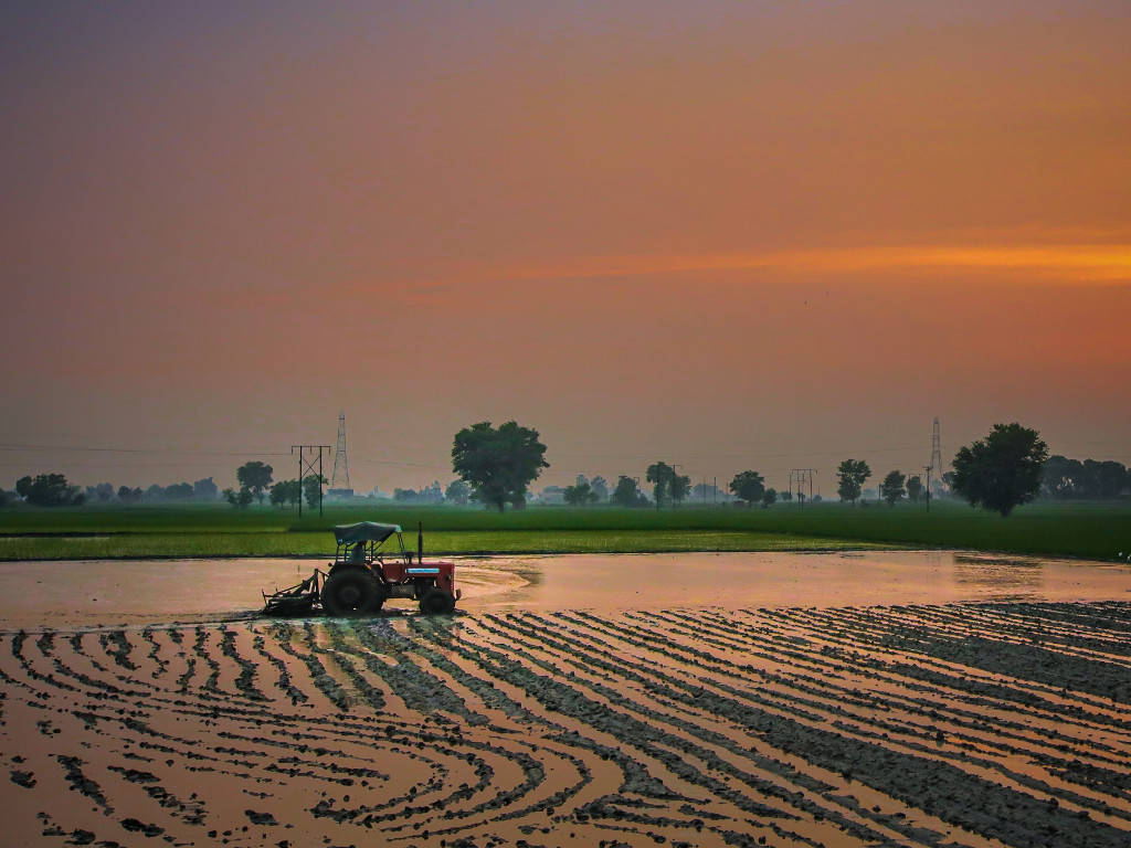Tractor at sunset in rice fields