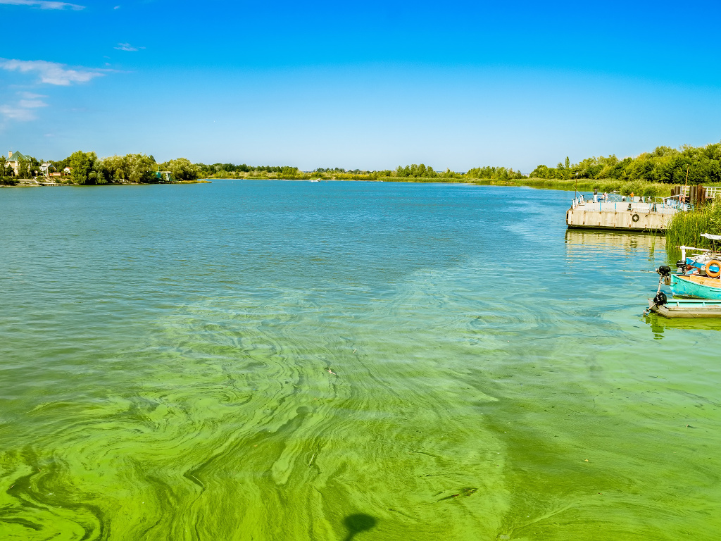 Green river with algal bloom
