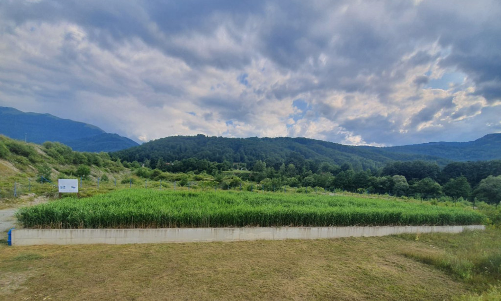 Reed beds in Mojkovac