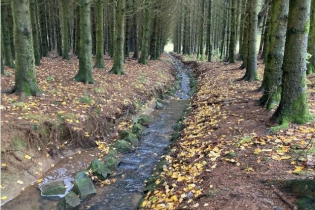 Example of natural retention on the Kyll river