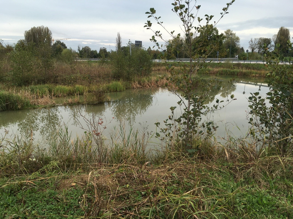 Example of wetland